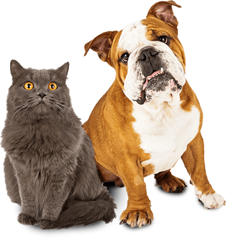 pets