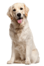 adult dog