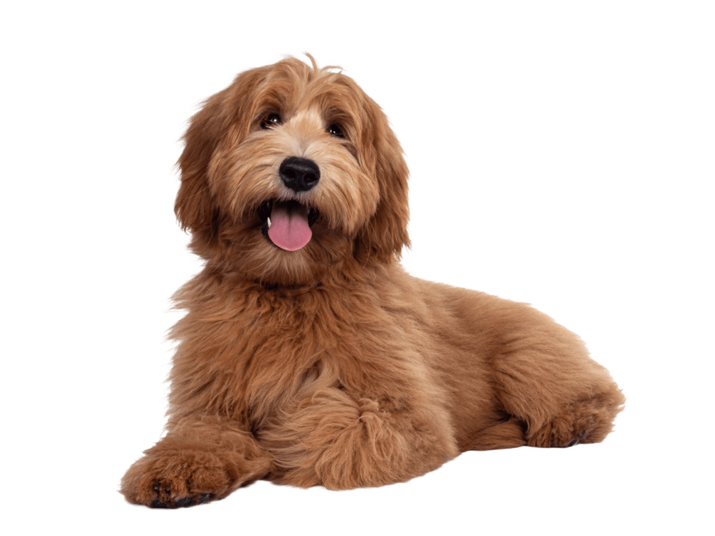 brown dog sitting