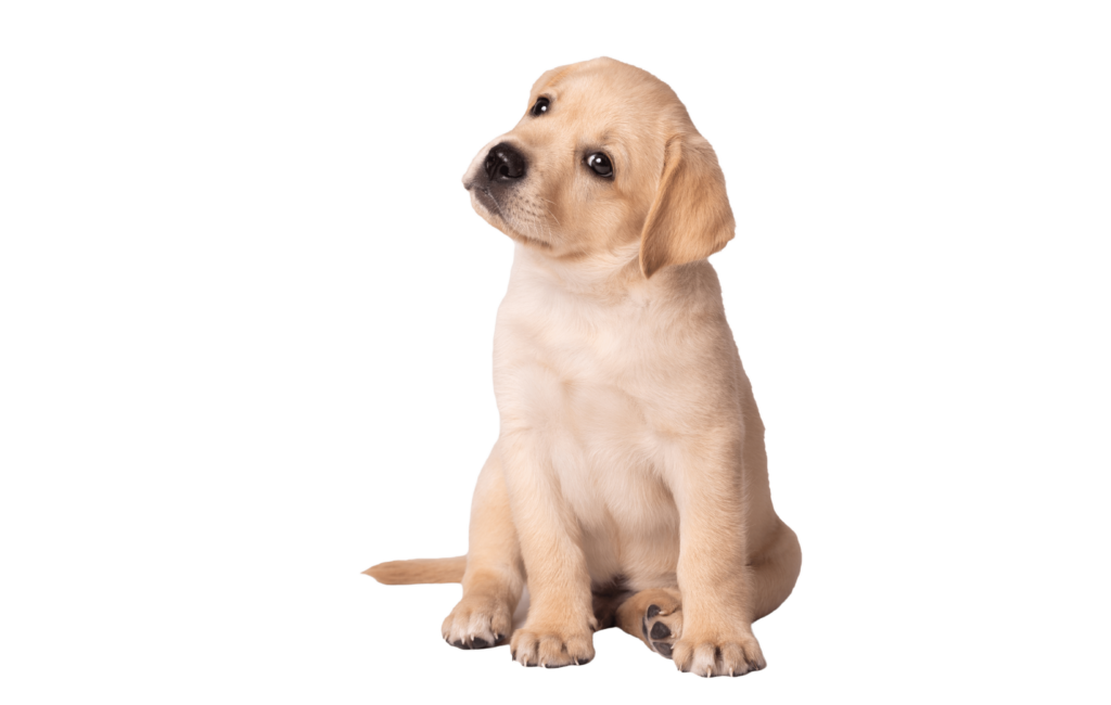 cute puppy