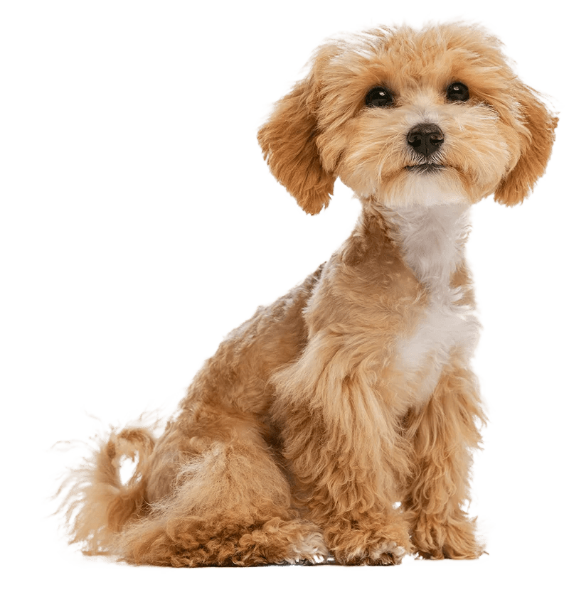 doggy