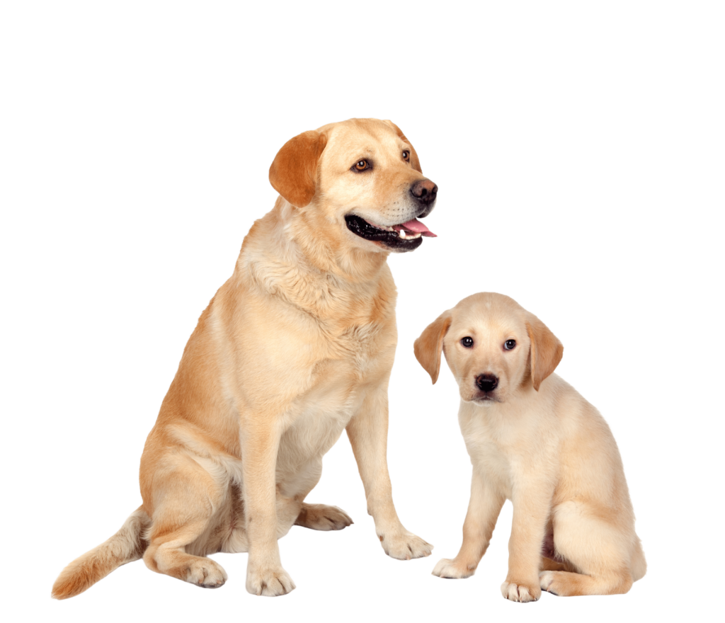 dog and a puppy