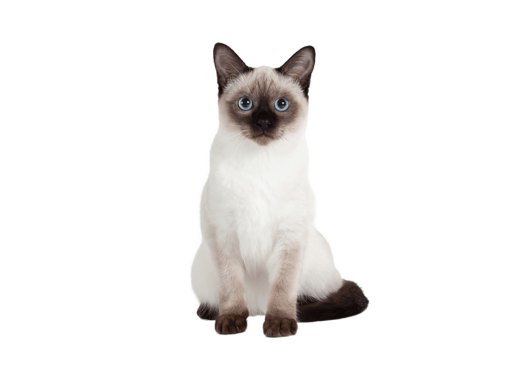 siamese cat