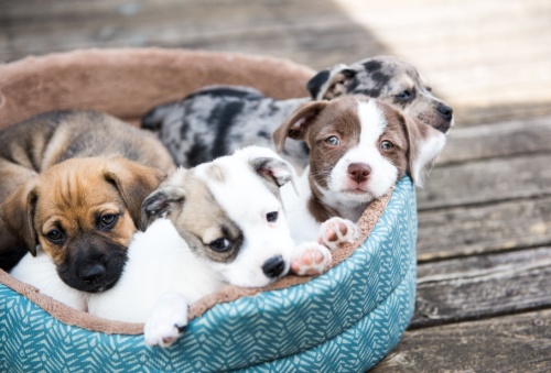 cute puppies