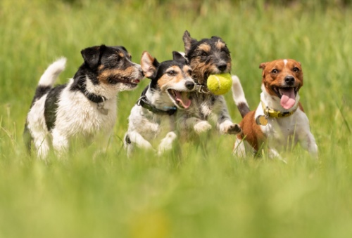 playing dogs